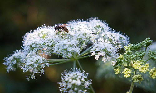 Achillée millefeuille