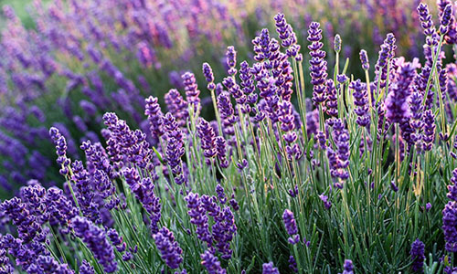 lavande
